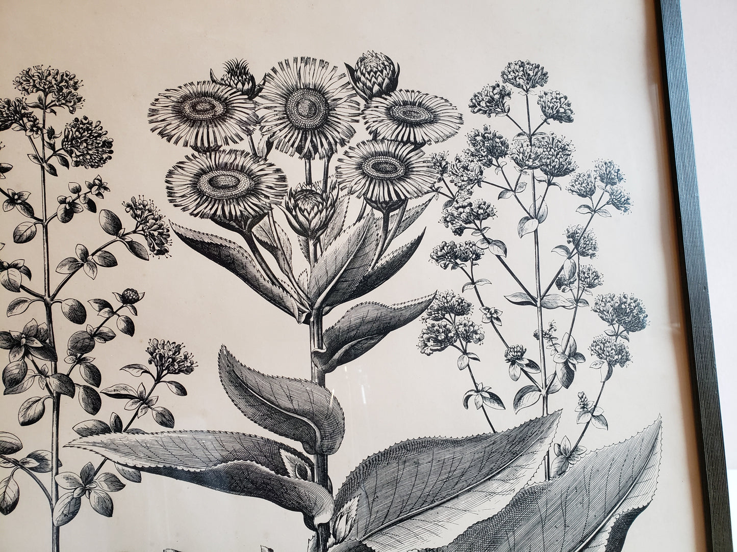 Helenium Lithograph
