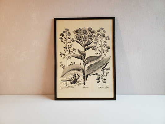 Helenium Lithograph